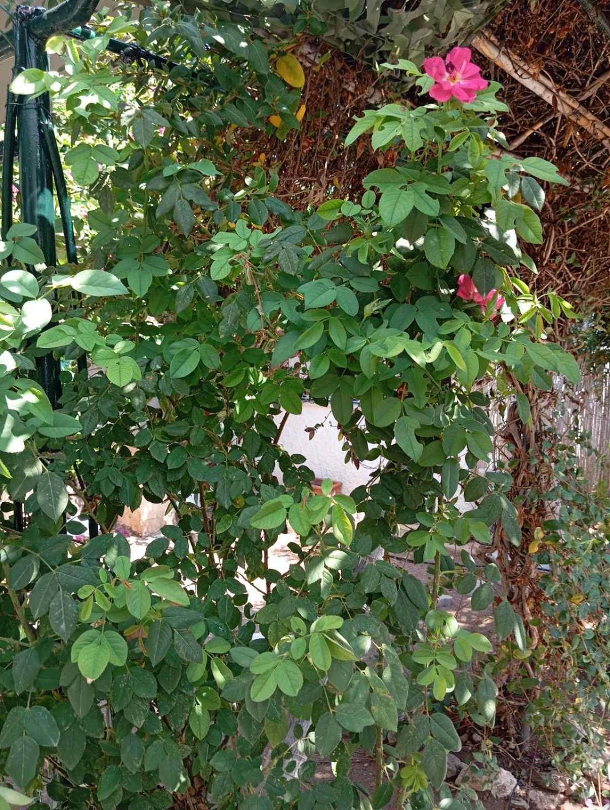 Villa Εξοχικό Roxani Ambelakia Esterno foto